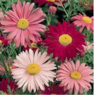 300+ SEEDS Painted Daisy Flower