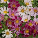 100 SEEDS Cosmos Seeds - Sea Shells Mix, Heirloom, Open Pollinated, Non-GMO 100 SEEDS Cosmos Seeds - Sea Shells Mix, Heirloom, Open Pollinated, Non-GMO