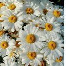 200 SEEDS Shasta Daisy Seeds | Non-GMO