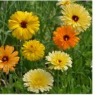 50 SEEDS Pacific Beauty Mix Calendula Seeds | Non-GMO