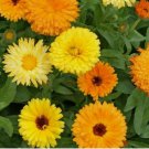 100 SEEDS CALENDULA FLOWER PACIFIC BEAUTY MIX annual ORANGE
