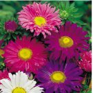 200 SEEDS Aster Single China Mix Flower Mixed Colors 200 SEEDS Aster Single China Mix Flower Mixed Colors