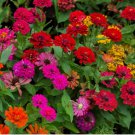 50 SEEDS Zinnia Flower Seed Mix | Non-GMO