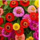 200 SEEDS Zinnia LILLIPUT Mix elegans Mixed Colors Heirloom Pollinators Non-GMO