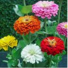 200 SEEDS Zinnia elegans DAHLIA Flowered Mix Hummingbirds Pollinators Non-GMO