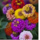 200 SEEDS Zinnia DWARF BUTTON BOX Heirloom Container Dainty 6 Colors Non-GMO 200 SEEDS Zinnia DWARF BUTTON BOX Heirloom Container Dainty 6 Colors Non-GMO