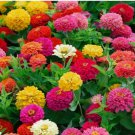 Pompon 10" ZINNIA Flower Seeds (Lilliput Mix color) Showy Dwarf Elegant 100+pcs