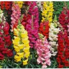 5000 SEEDS SNAPDRAGON FLOWER beautiful TALL MIXED COLORS GARDEN 5000 SEEDS SNAPDRAGON FLOWER beautiful TALL MIXED COLORS GARDEN