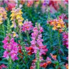 TETRA SNAPDRAGON SEEDS (Antirrhinum majus) 5000+ SEEDS