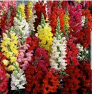 Snapdragon Tall Mix Flower USA BRIGHT MIXED COLORS 2500+ SEEDS