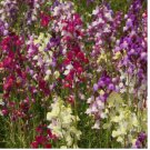 10000+ SEEDS SNAPDRAGON TALL MIX mixed colors ANNUAL CUT FLOWERS