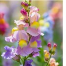 Snapdragon Northern Lights Mix 300 SEEDS