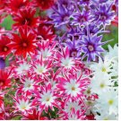 Twinkle Mix Phlox Seeds 50pcs