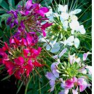 Mixed Colors Cleome 100 Seeds | Non-GMO