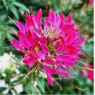 200 SEEDS Cleome CHERRY QUEEN Spider Plant Attracts Butterflies Bees + Non-GMO