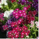 200 SEEDS Phlox TWINKLE MIX Tall Flowers Fringed Petals Heirloom PURE Non-GMO