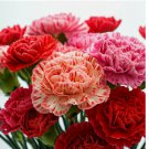 CARNATION DOUBLE MIX 300 SEEDS RARE DIANTHUS FLOWERS RARE BLOOMS CARNATION DOUBLE MIX 300 SEEDS RARE DIANTHUS FLOWERS RARE BLOOMS