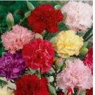 200 SEEDS Carnation CHABAUD Mix Pollinators Fragrant Cut Flowers Florist Non-GMO