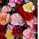 250 SEEDS Carnation GRENADIN DOUBLE Mix Pollinators Fragrant Cut Flowers Florist