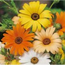 200 SEEDS African Daisy Seeds | Heirloom / Non-GMO