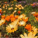 AFRICAN DAISY 50 SEEDS |NON GMO