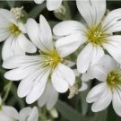 SNOW IN SUMMER Flower Seeds Perennial Flowering Groundcover Drought Tolerant 500 SEEDS