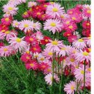 Painted Daisy ROBINSONS GIANT MIX Perennial Huge Cut Flowers Non-GMO Painted Daisy ROBINSONS GIANT MIX Perennial Huge Cut Flowers Non-GMO