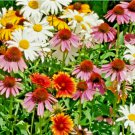 200 SEEDS ALL PERENNIAL FLOWER SEED MIX CONEFLOWER daisy WILDFLOWER