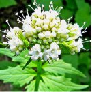 200 SEEDS VALERIAN SPRING SOW PERENNIAL HERB MEDICINAL SEDATIVE CATNIP