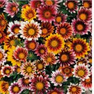 GAZANIA SPLENDENS MIX 25 FRESH FLOWER SEEDS