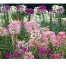 FRESH SPIDER PLANT MIXED FLOWER SEEDS 100 PCS