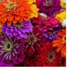 CALIFORNIA GIANT ZINNIA 200 SEEDS | NON GMO