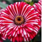 Peppermint Zinnia Seeds Double Bloom Rare Red And White Beautiful Non-Gmo 50 PCS Peppermint Zinnia Seeds Double Bloom Rare Red And White Beautiful Non-Gmo 50 PCS