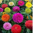 Crazy Blend Zinnia Seeds - Garden Cut Flower Mix Zinnia Elegans Lilliput 1000 SEEDS