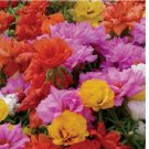 MIXED MOSS ROSE SEEDS PORTULACA GRANDIFLORA MIX FLOWERS GROUNDCOVER 10000 SEEDS MIXED MOSS ROSE SEEDS PORTULACA GRANDIFLORA MIX FLOWERS GROUNDCOVER 10000 SEEDS