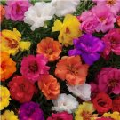 MIXED MOSS ROSE SEEDS PORTULACA GRANDIFLORA MIX FLOWERS GROUNDCOVER 10000 SEEDS MIXED MOSS ROSE SEEDS PORTULACA GRANDIFLORA MIX FLOWERS GROUNDCOVER 10000 SEEDS