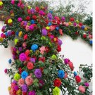 20 SEEDS for Mix color RARE CLIMBER