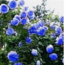 20 SEEDS for Blue RARE CLIMBER