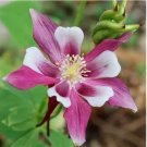 100 SEEDS Columbine ROSE STAR Perennial Pollinator Attractor Part-Shade Non-GMO