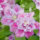 Double Pink White Clematis Seeds Flowers Seed Perennial Flower 25 SEEDS Double Pink White Clematis Seeds Flowers Seed Perennial Flower 25 SEEDS