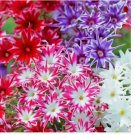 100 SEEDS Twinkle Mix Phlox Seeds | Free Shipping | Flower Seeds