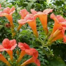 FLOWER VINE SEEDS: Perennial Trumpet Creeper (Campsis radicans) 100+ SEEDS