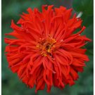 100 SEEDS Zinnia elegans RED CACTUS GIANT Huge 4-5" Blooms! Cut Flowers Non-GMO
