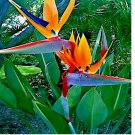 10 SEEDS ORANGE BIRD of PARADISE SEEDS (Strelitzia reginae) Tropical Crane Flower Plant