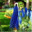 20 SEEDS PRIDE OF MADEIRA Flower Seeds Echium fastuosum Blue Tower of Jewels Garden Plant