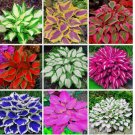 Breoudo Mix Hosta Seeds (Shade-Tolerant Perennials) - Easy to Grow 200+ SEEDS Breoudo Mix Hosta Seeds (Shade-Tolerant Perennials) - Easy to Grow 200+ SEEDS