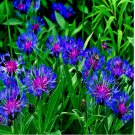 MOUNTAIN BLUE CORNFLOWER SEEDS PERENNIAL Centaurea montana Cold Hardy Plant 20 SEEDS MOUNTAIN BLUE CORNFLOWER SEEDS PERENNIAL Centaurea montana Cold Hardy Plant 20 SEEDS