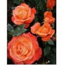 Bright Orange Rose Seeds Flower Bush Perennial Bloom Shrub Flower 10 SEEDS