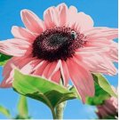 Pink Sunflowers Rare Planting Sunflower Garden Bonsai Flower organic 30 SEEDS
