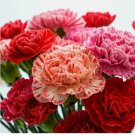 CARNATION DOUBLE MIX SEEDS RARE DIANTHUS FLOWERS RARE BLOOMS 600 SEEDS
